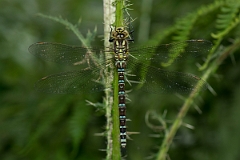 David Plant Photography - Wildlife Photography - Southern hawker - E